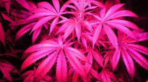 Cannabis Plant, In The Pink of Health